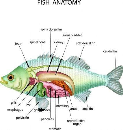 Fish Respiratory System .